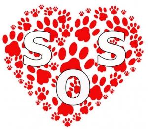 SOS-Fellnasen-BS e. V.